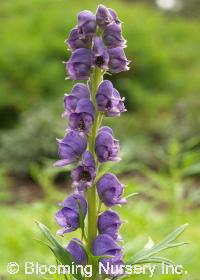 Aconitum napellus